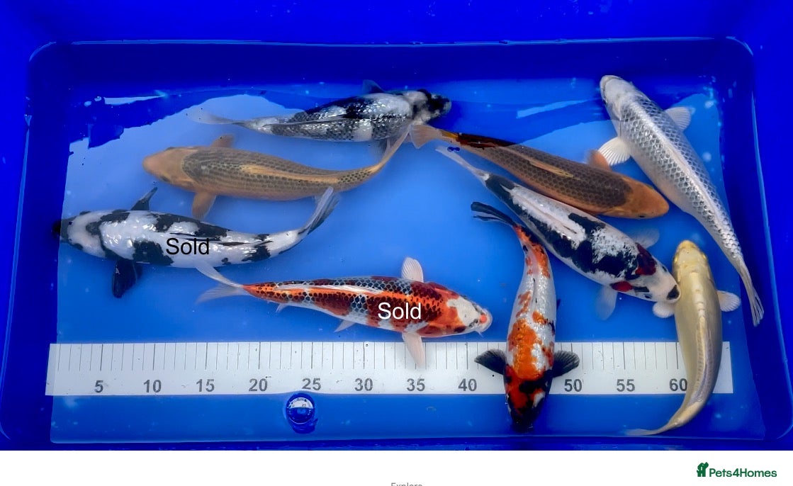Koi Carp fish MASSIVE KOI SALE - Advert 23
