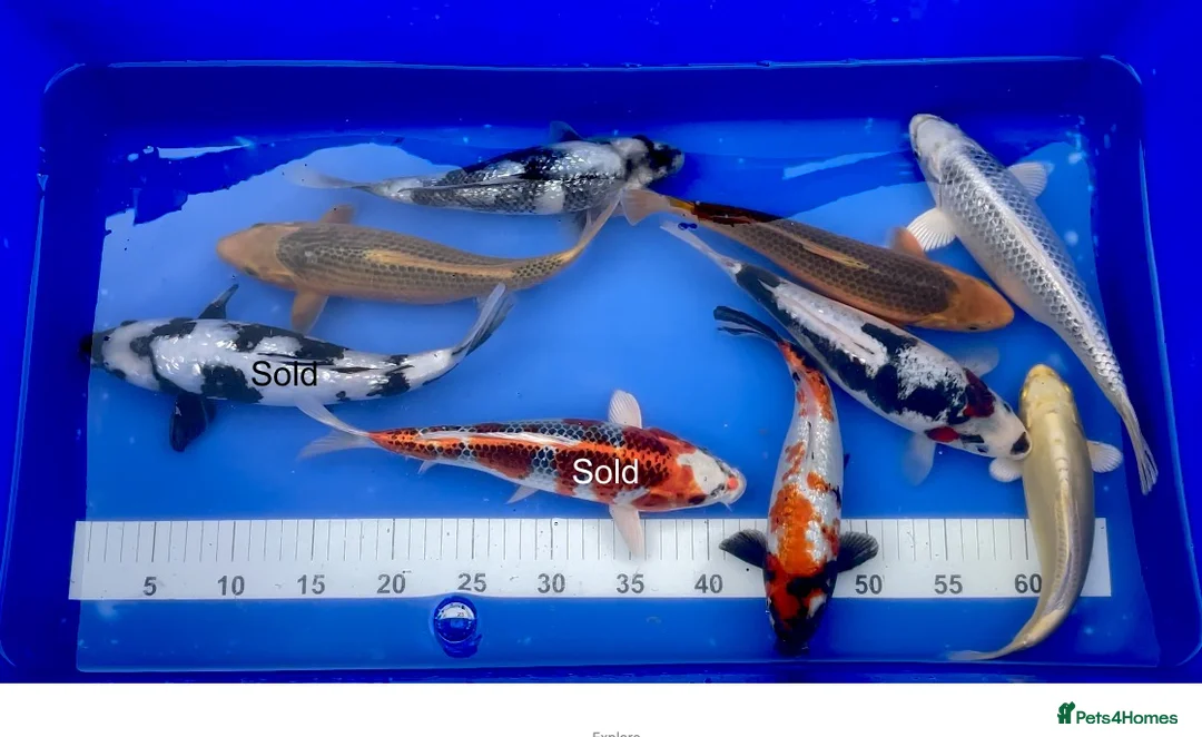 Koi Carp fish for sale: MASSIVE KOI SALE - Advert 2