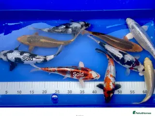 Koi Carp fish MASSIVE KOI SALE - Advert 23