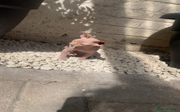 Sphynx cats for sale: Male Sphinx available  - Image 4