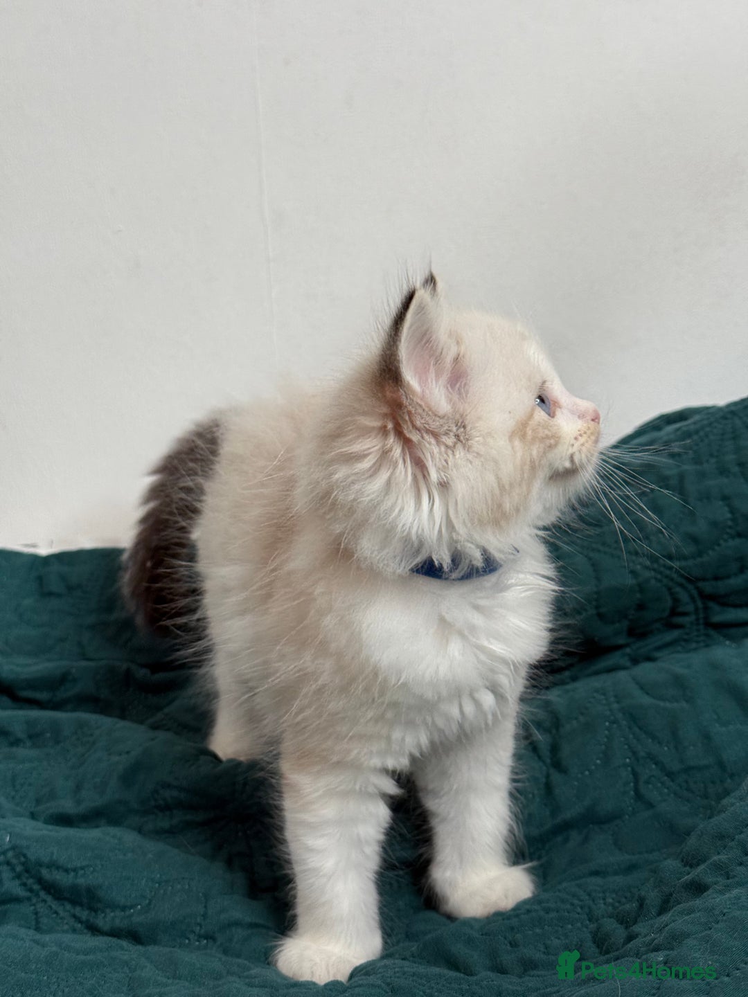 Ragdoll cats for sale: Beautiful Ragdoll kittens TICA - Advert 13