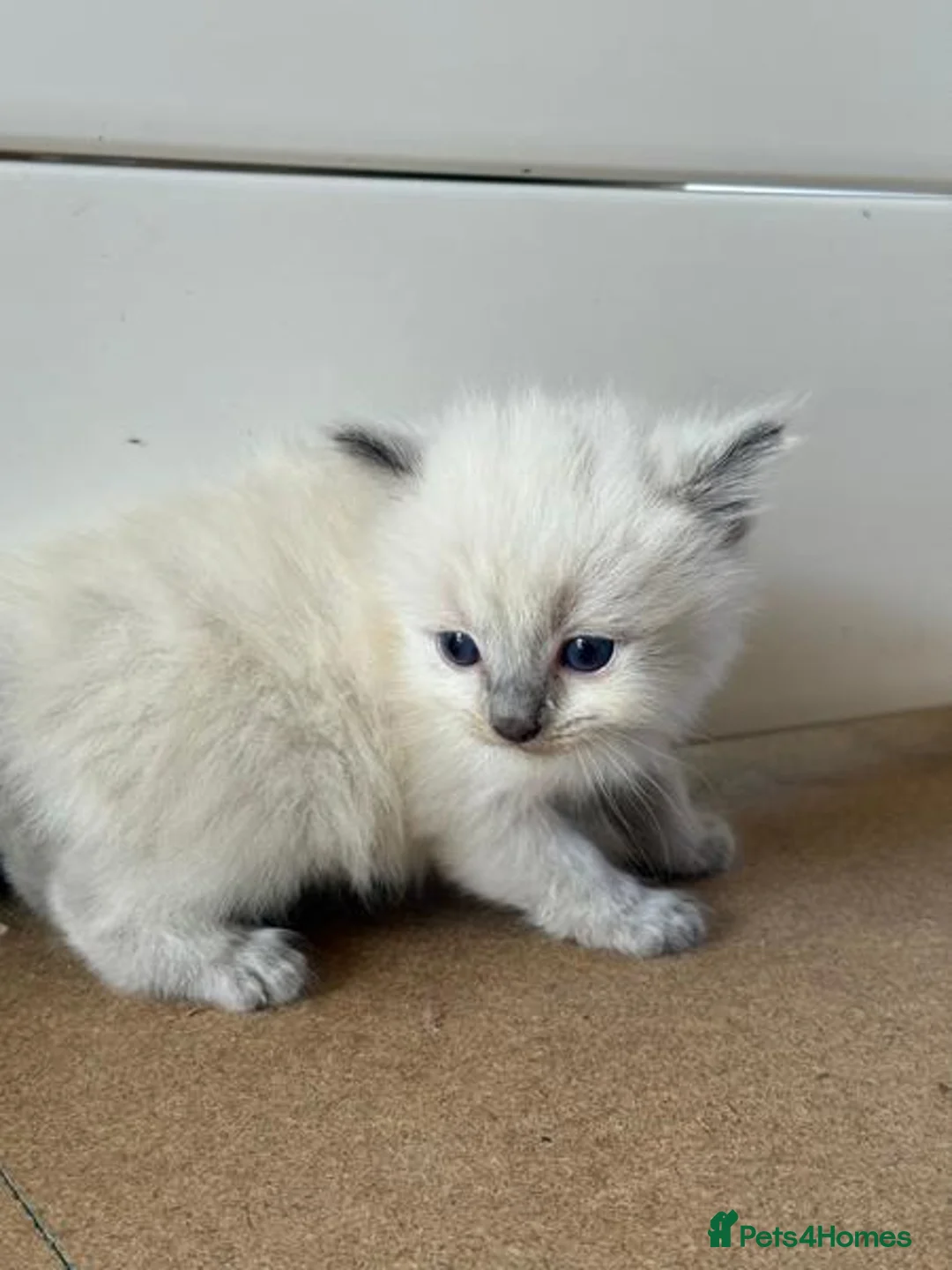 Ragdoll cats for sale: dgsrg Adoptable soft clean Ragdolls for all - Advert 1