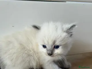 Ragdoll cats dgsrg Adoptable soft clean Ragdolls for all - Advert 2