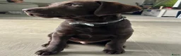 Labrador Retriever dogs for sale: Chocolate labrador puppy 🍫🐾  - Advert 6