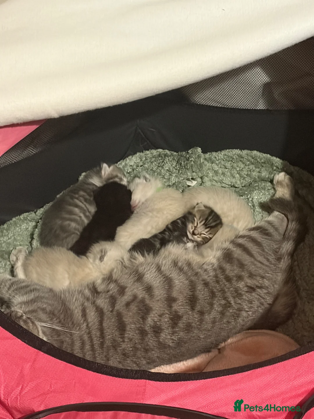 Mixed Breed cats for sale: 5 beautiful kittens  - Advert 1
