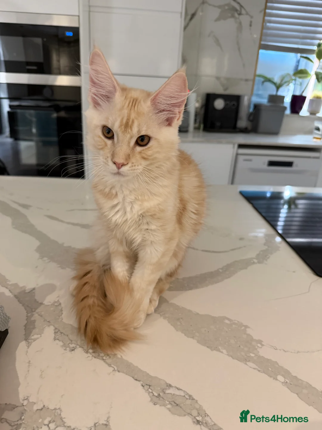 Maine Coon cats for sale: ❤️❤️ONLY ONE LEFT❤️❤️ Maine Coon Kittens for sale - Advert 2