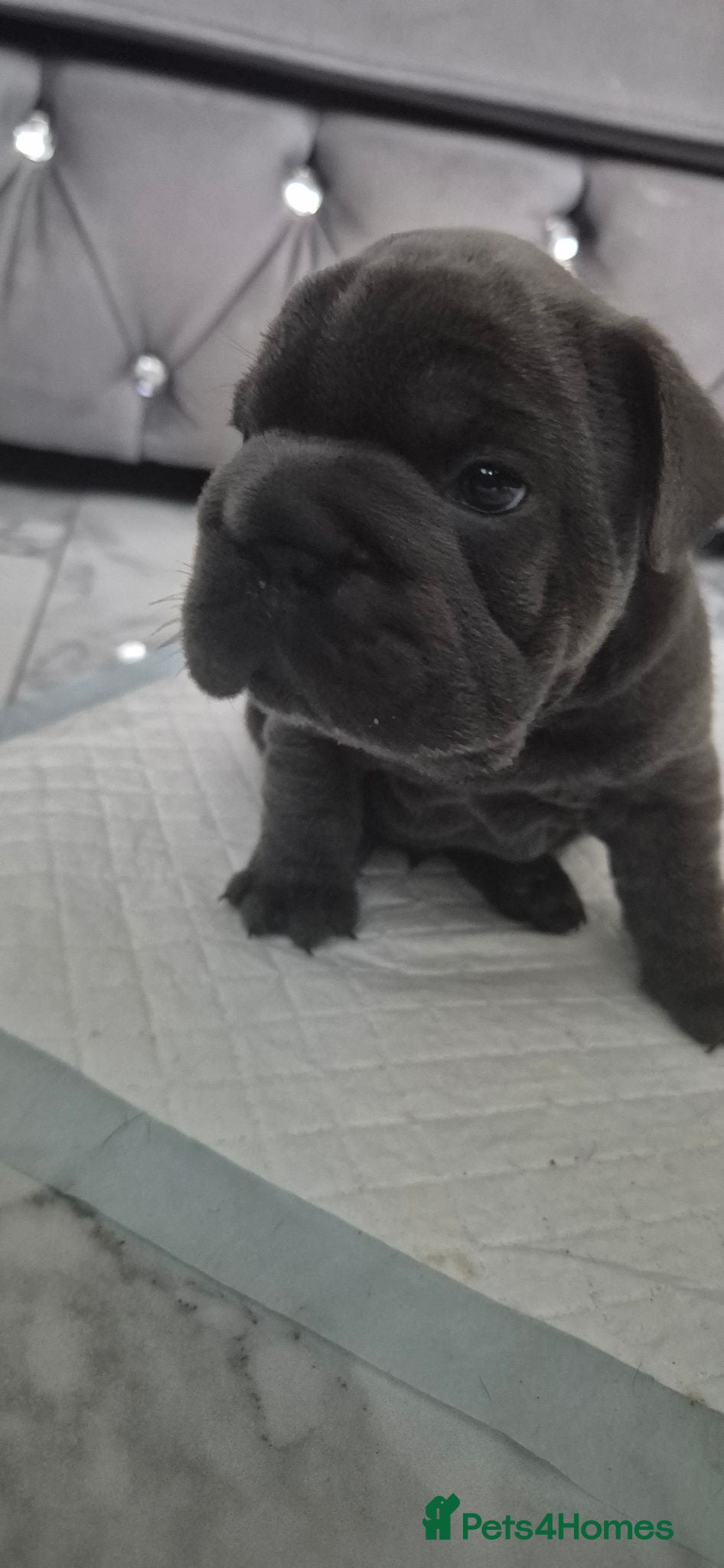 French Bulldog dogs French bulldog puppies - Advert 2