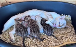 Bengal cats for sale: TICA Reg Bengal Kittens - Browns, Lynx & Mink - Image 20
