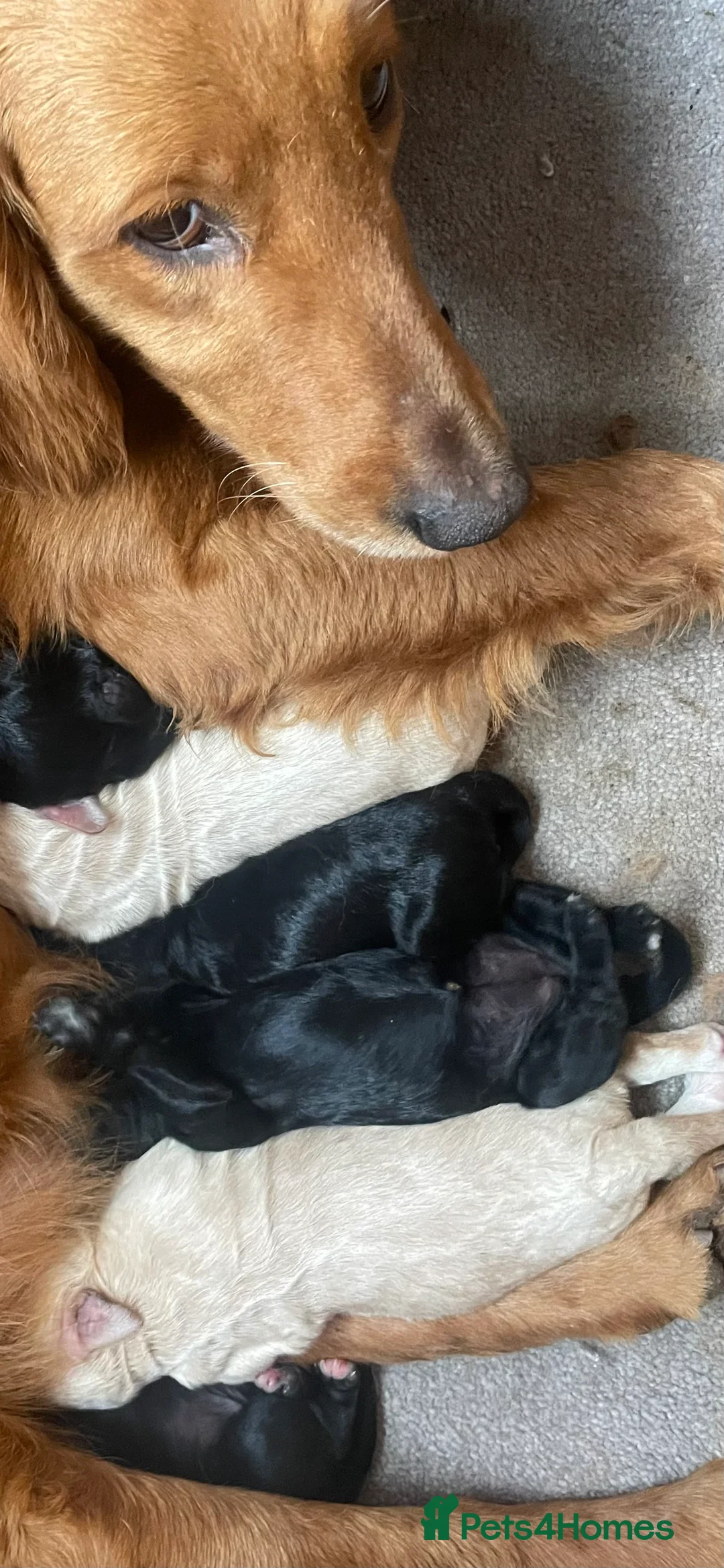 Mini Goldendoodle dogs for sale: 7 beautiful mini golden doodle babies  - Advert 1