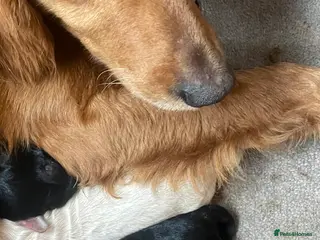 Mini Goldendoodle dogs 7 beautiful mini golden doodle babies - Advert 1