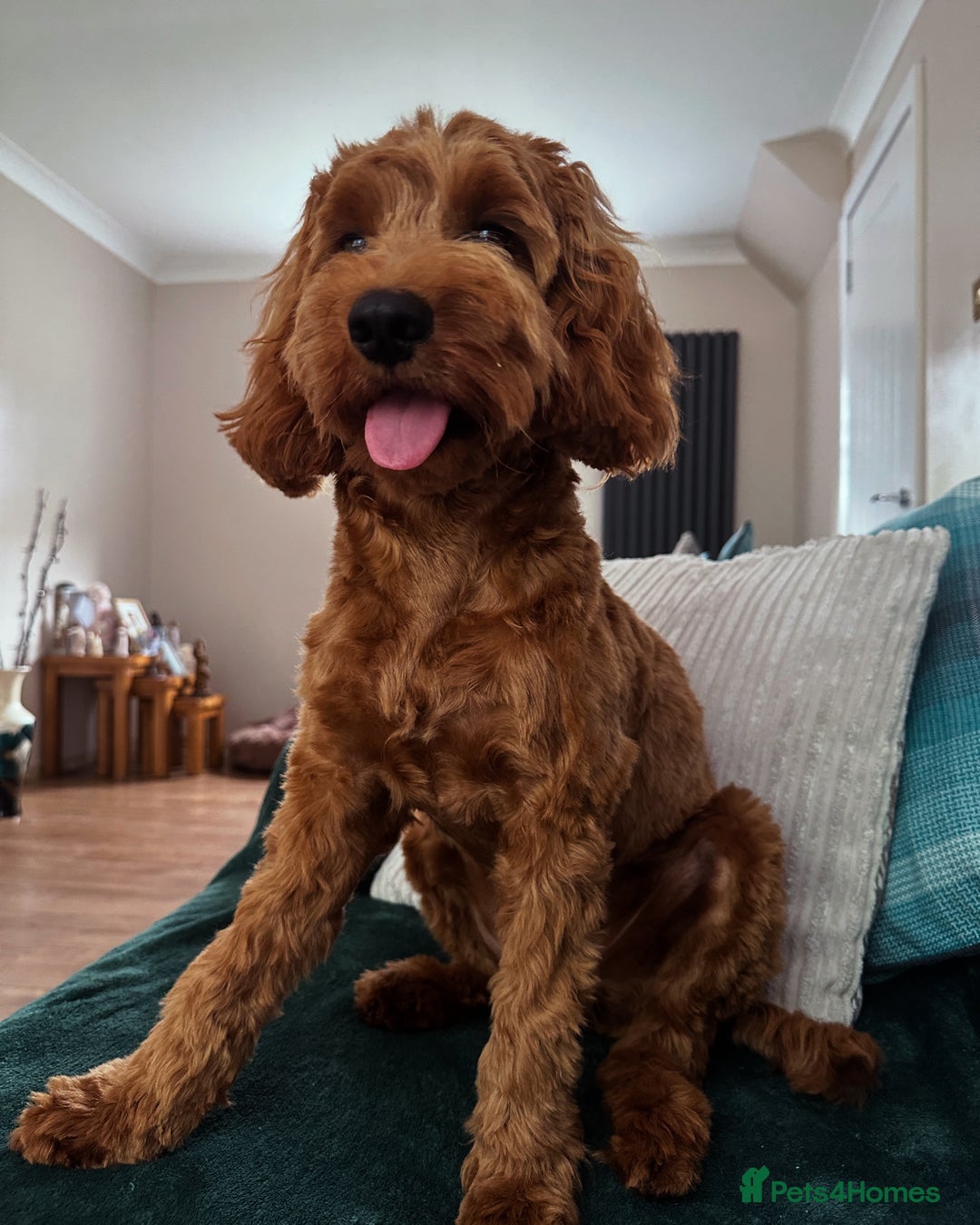 Cockapoo dogs for stud: Bear – DNA Tested Cockapoo Stud (Poodle-Dominant) - Advert 24