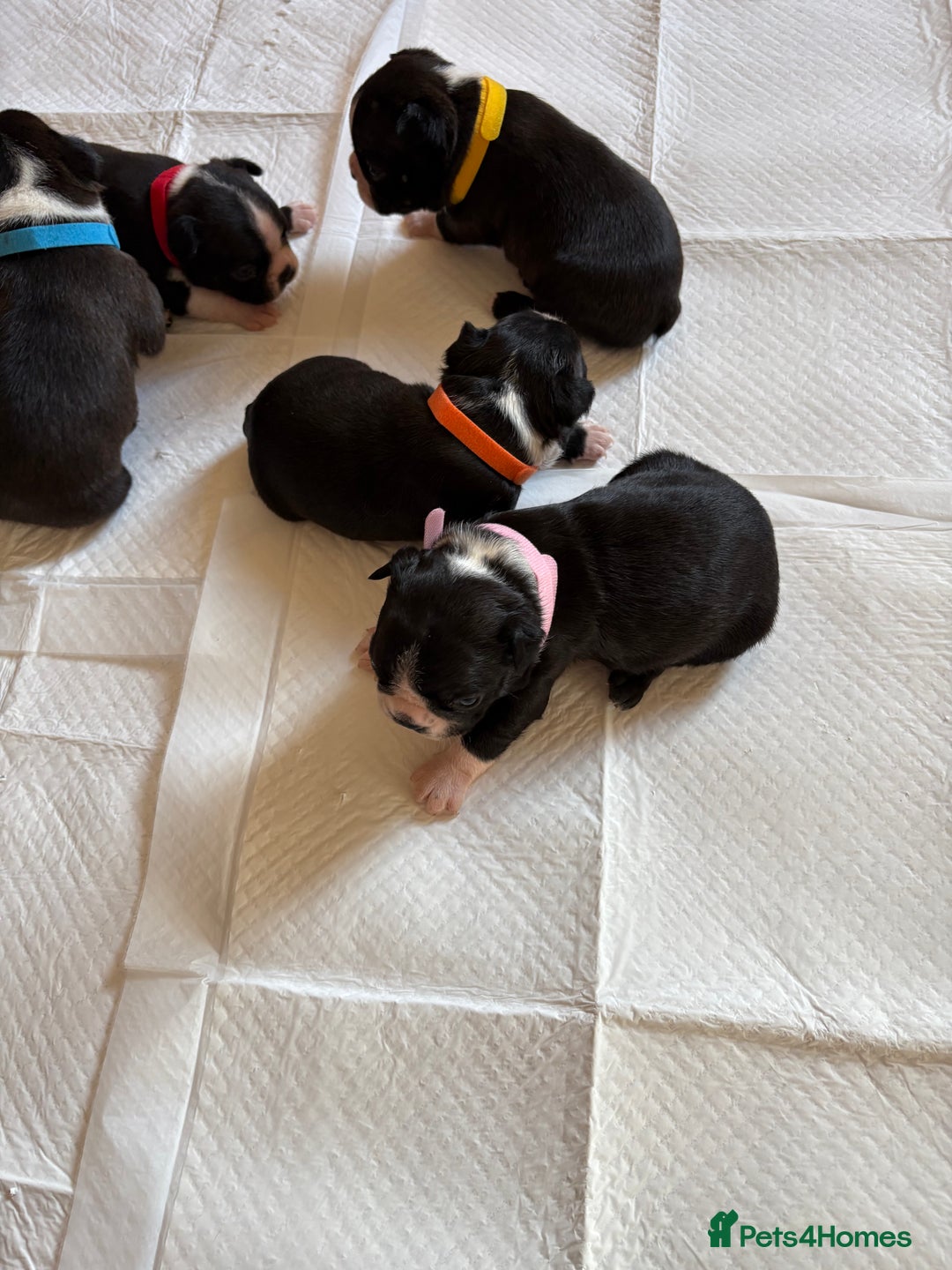 Boston Terrier dogs for sale: K.C. BEAUTIFUL BOSTON TERRIER PUPPIES - Image 9