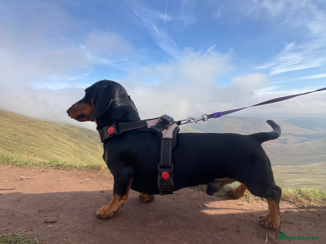 Miniature Dachshund dogs for stud: KC registered Miniature Dachshund Black and Tan - Advert 5