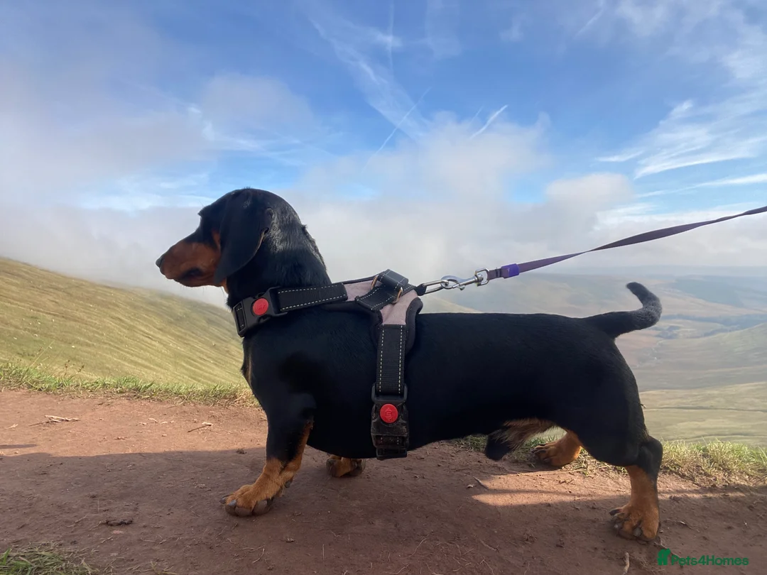 Miniature Dachshund dogs for stud: KC registered Miniature Dachshund Black and Tan - Advert 5