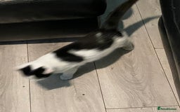 Oriental cats for sale: Male kitten - Image 3