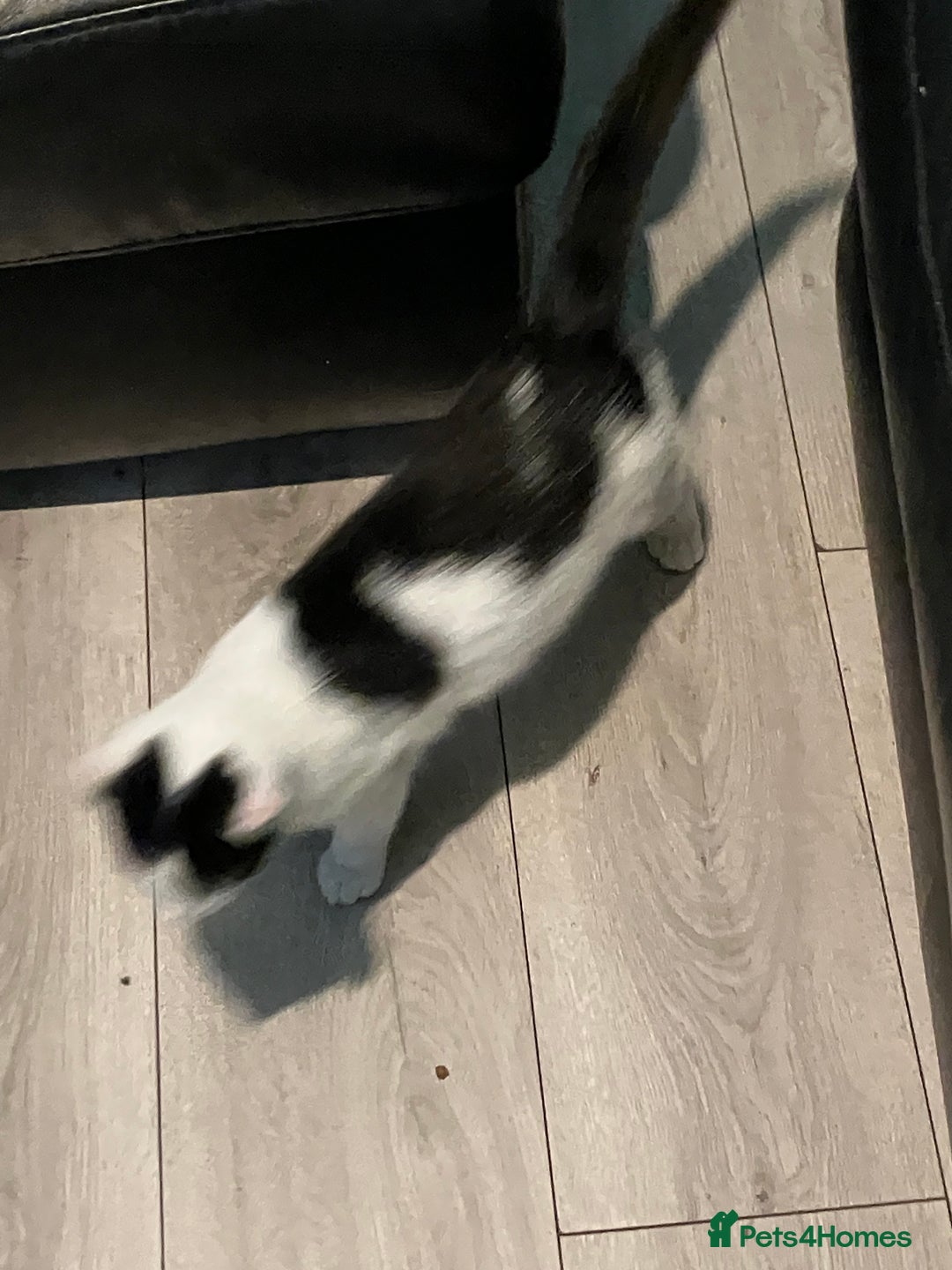 Oriental cats for sale: Male kitten - Image 3
