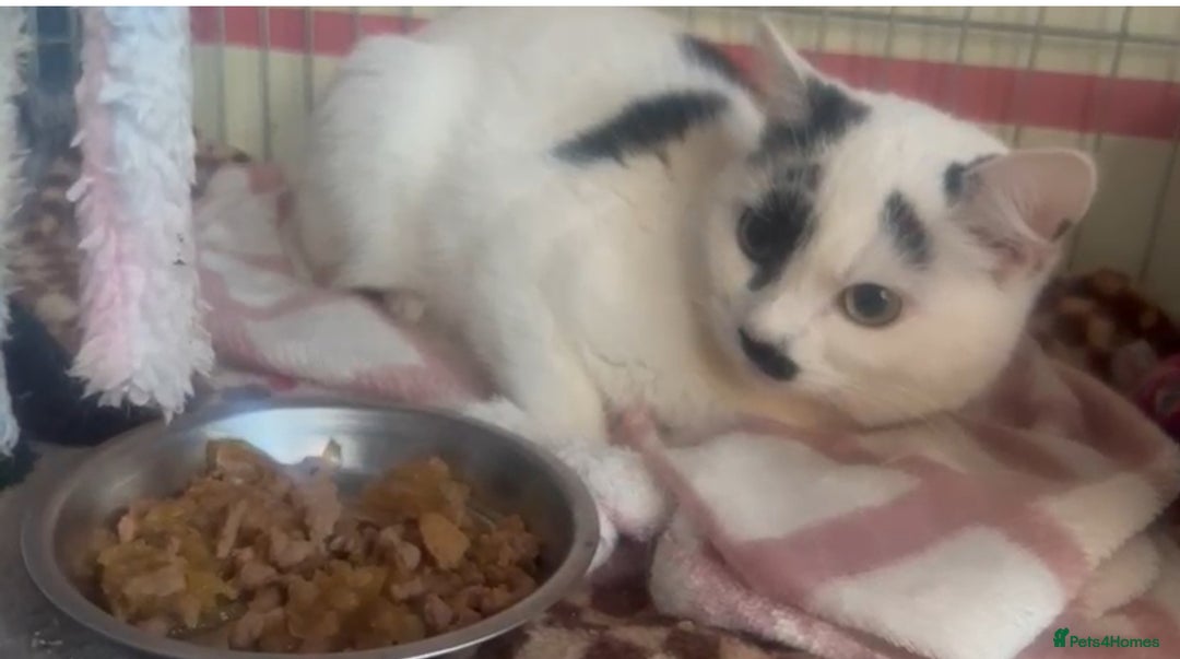 Mixed Breed cats for adoption: Cookie - Advert 1