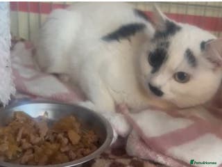 Mixed Breed cats Cookie - Advert 2