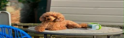 Cavapoo dogs for sale:  Merle Toy Cavapoo Puppies - Advert 23
