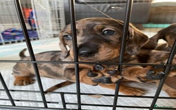 Dachshund dogs for sale: 5 dachshund puppies - Image 3