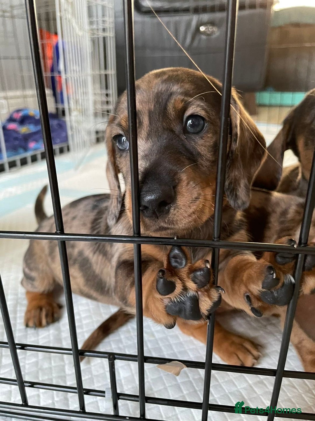Dachshund dogs for sale: 5 dachshund puppies - Image 3