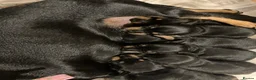 Dachshund dogs for sale: Mrs Mumford in Chichester - Advert 3