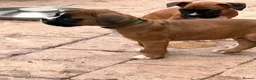 Boxer dogs for sale: READY NOW- Stunning boxer puppies - Advert 5
