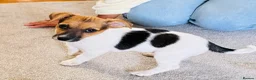 Jack Russell dogs for sale: Jack Russell Terrier puppies – ready for new homes - Advert 12