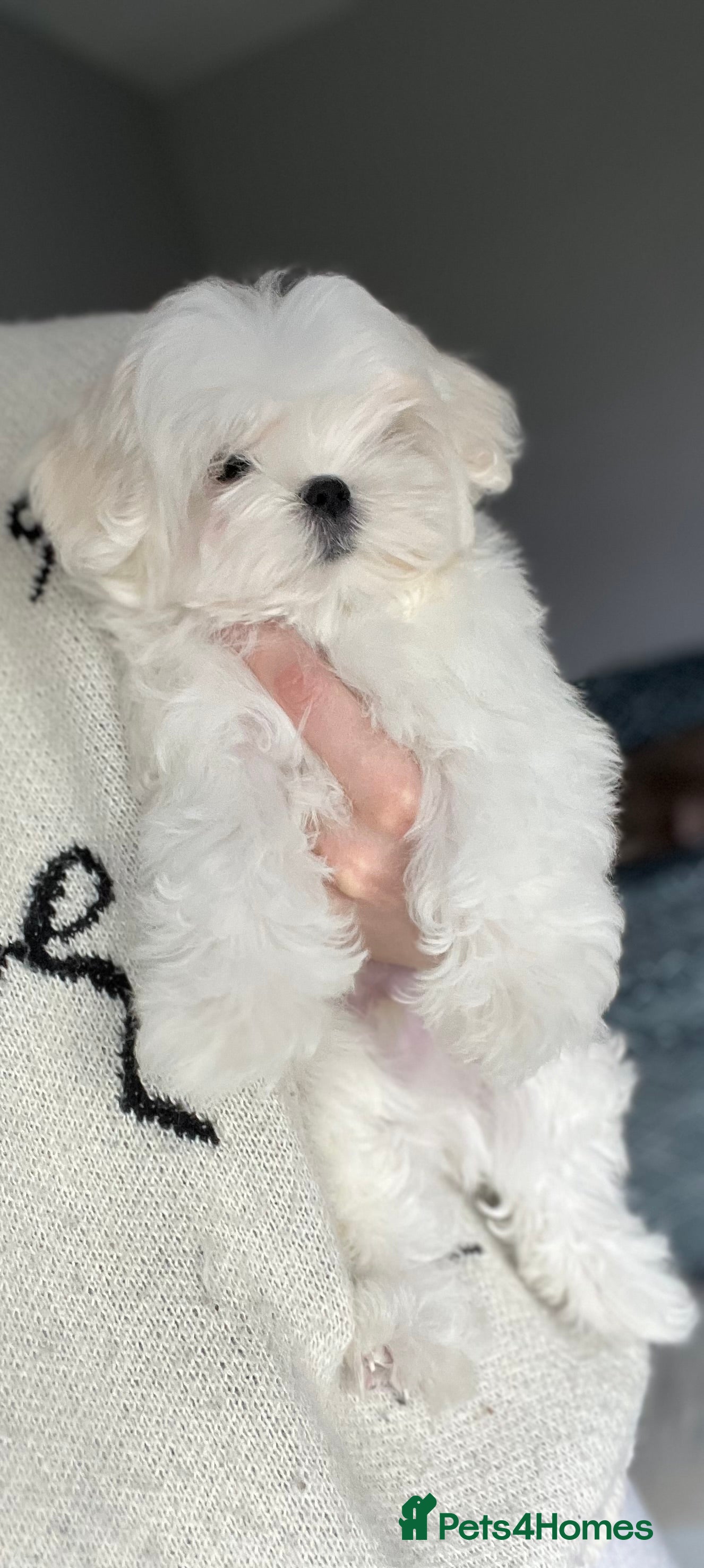 Maltese dogs ✨Ready to leave now, gorgeous maltese puppies ✨  - Advert 11