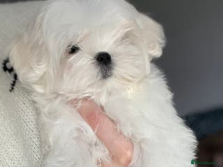 Maltese dogs ✨Ready to leave now, gorgeous maltese puppies ✨ - Advert 7