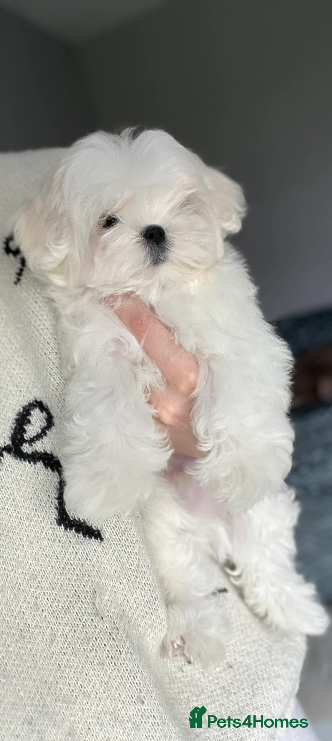 Maltese dogs for sale: Reduced price 💙Maltese cute puppies 💙 - Advert 5