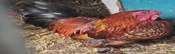 Chickens poultry for sale: Stunning pekin bantam cross - Advert 3