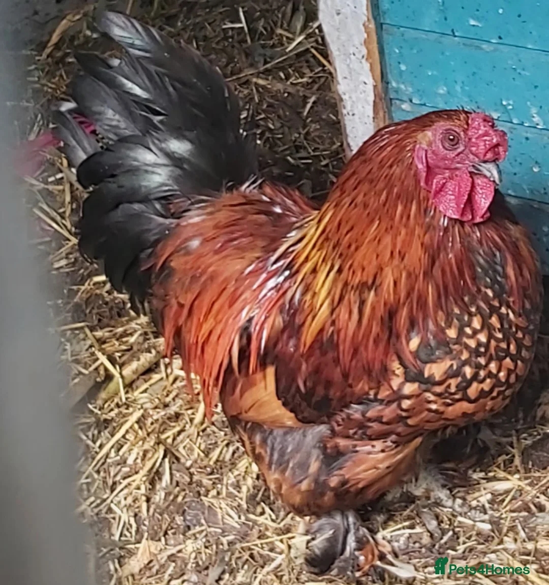 Chickens poultry for sale: Stunning pekin bantam cross - Advert 3
