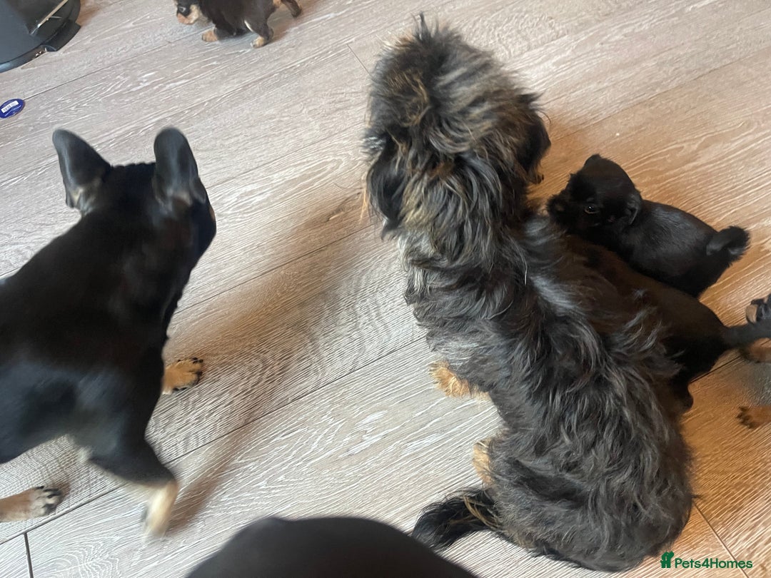 Mixed Breed dogs for sale: Jackapoo/French bulldog  - Advert 16
