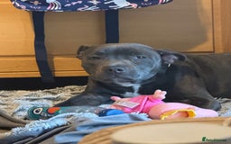 Staffordshire Bull Terrier dogs for sale: Stanley, 7 month old Blue Staffy - Advert 2