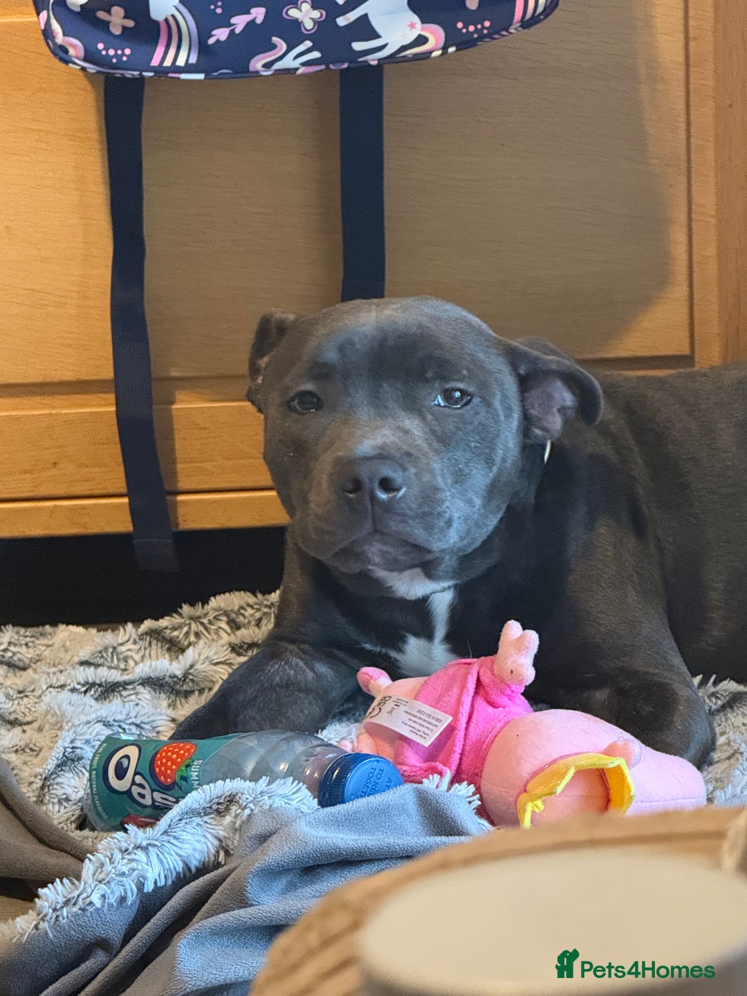 Staffordshire Bull Terrier dogs for sale: Stanley, 7 month old Blue Staffy - Advert 2