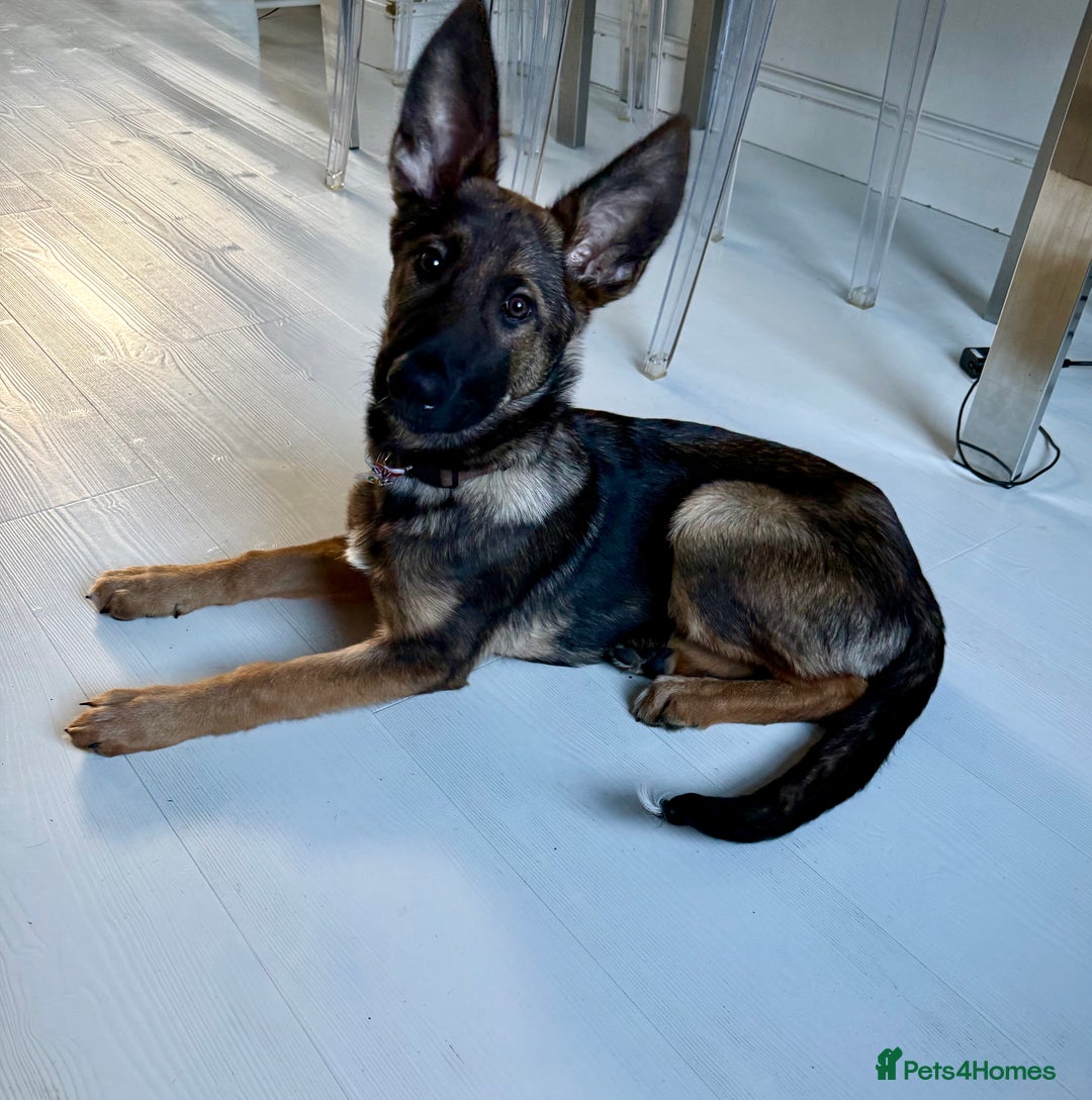 Belgian Shepherd Dog dogs for sale: 12 week old Belgian Malinois puppy - London - Advert 4