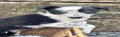 Border Collie 1