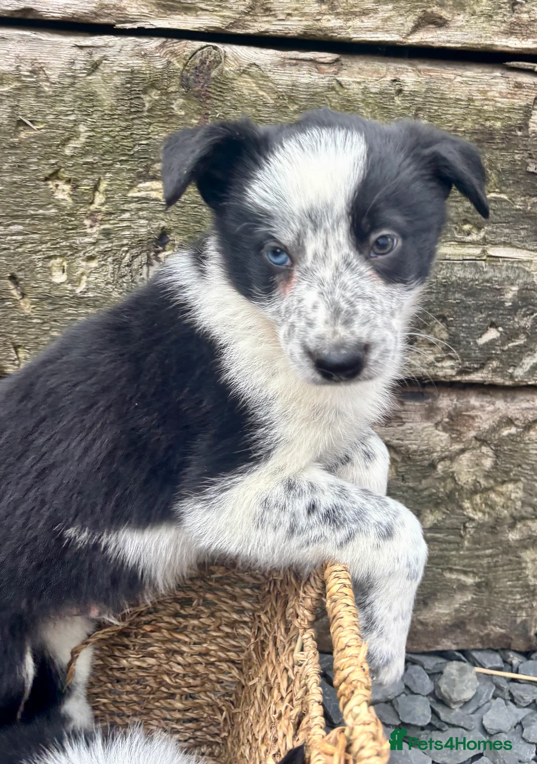 Border Collie dogs for sale: Border Collie Puppies - Advert 11