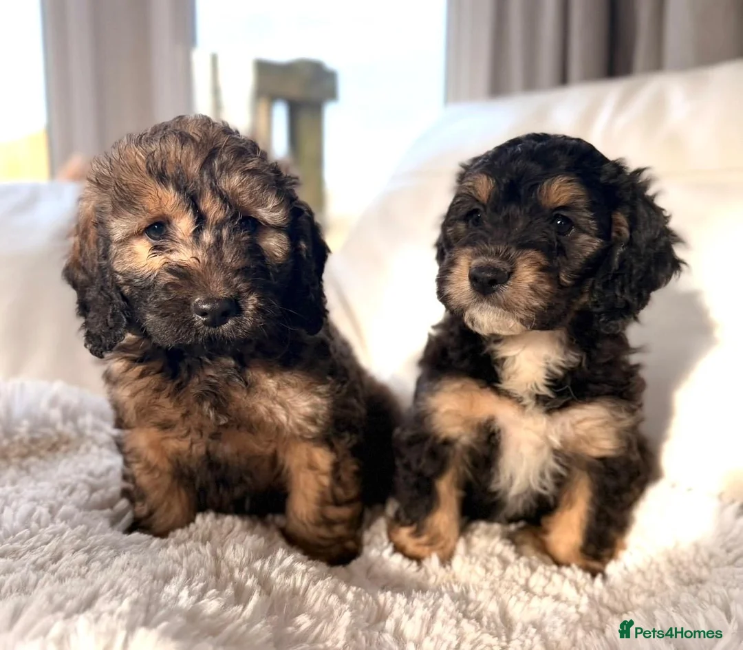 Cockapoo dogs for sale: F1 Cockapoo puppies  - Advert 2