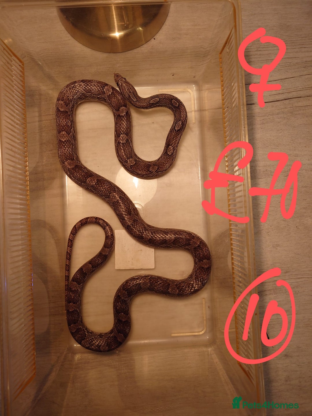 Snake reptiles for sale: My collection of corn snakes. - Advert 16