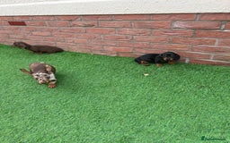 Miniature Dachshund dogs for sale: Beautiful miniature Dachshund puppies  - Image 4