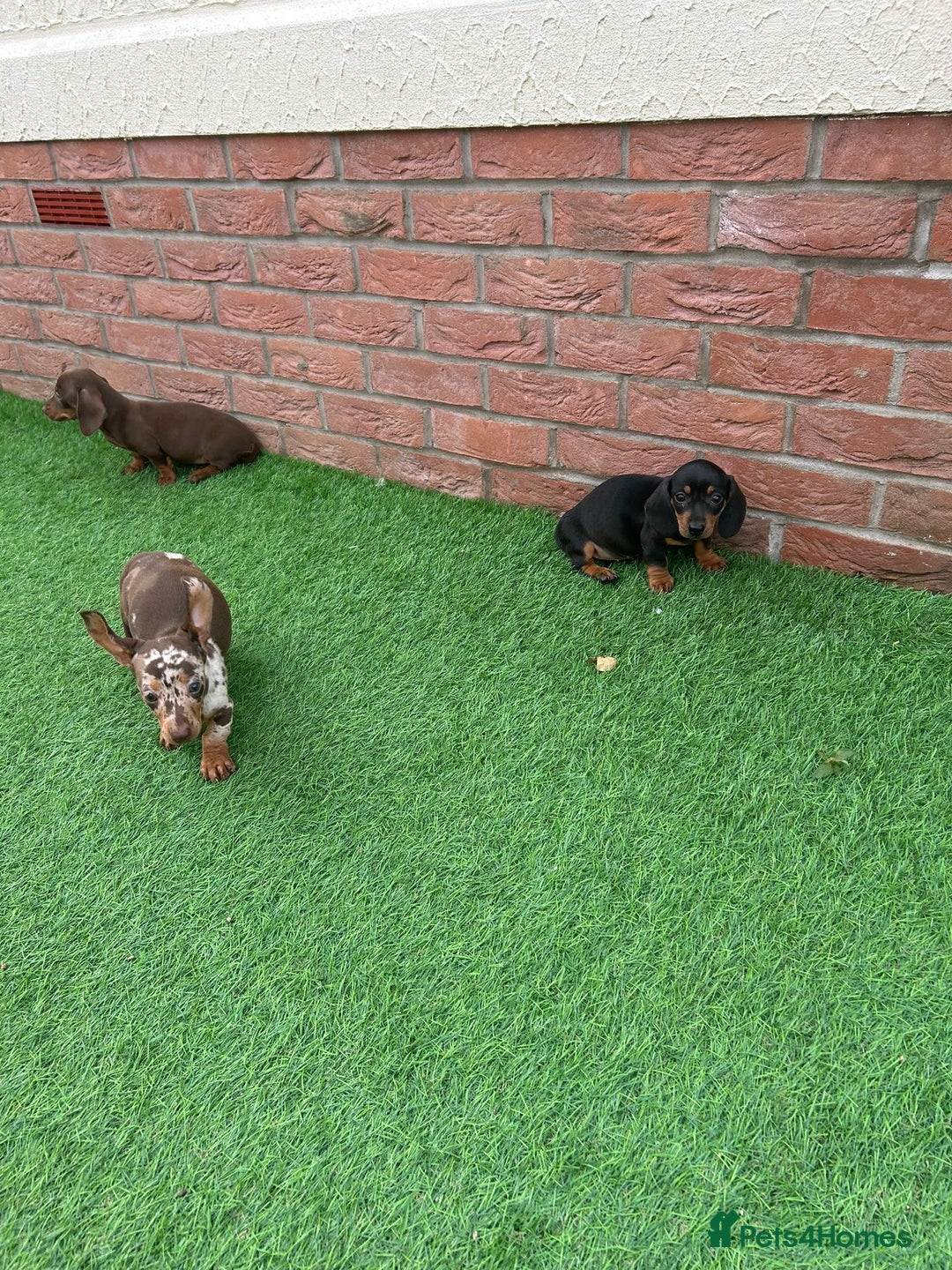 Miniature Dachshund dogs for sale: Beautiful miniature Dachshund puppies  - Image 4