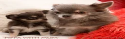 Chihuahua dogs for sale: Adorable KC Reg Long-coat Chihuahua Puppy - Advert 10