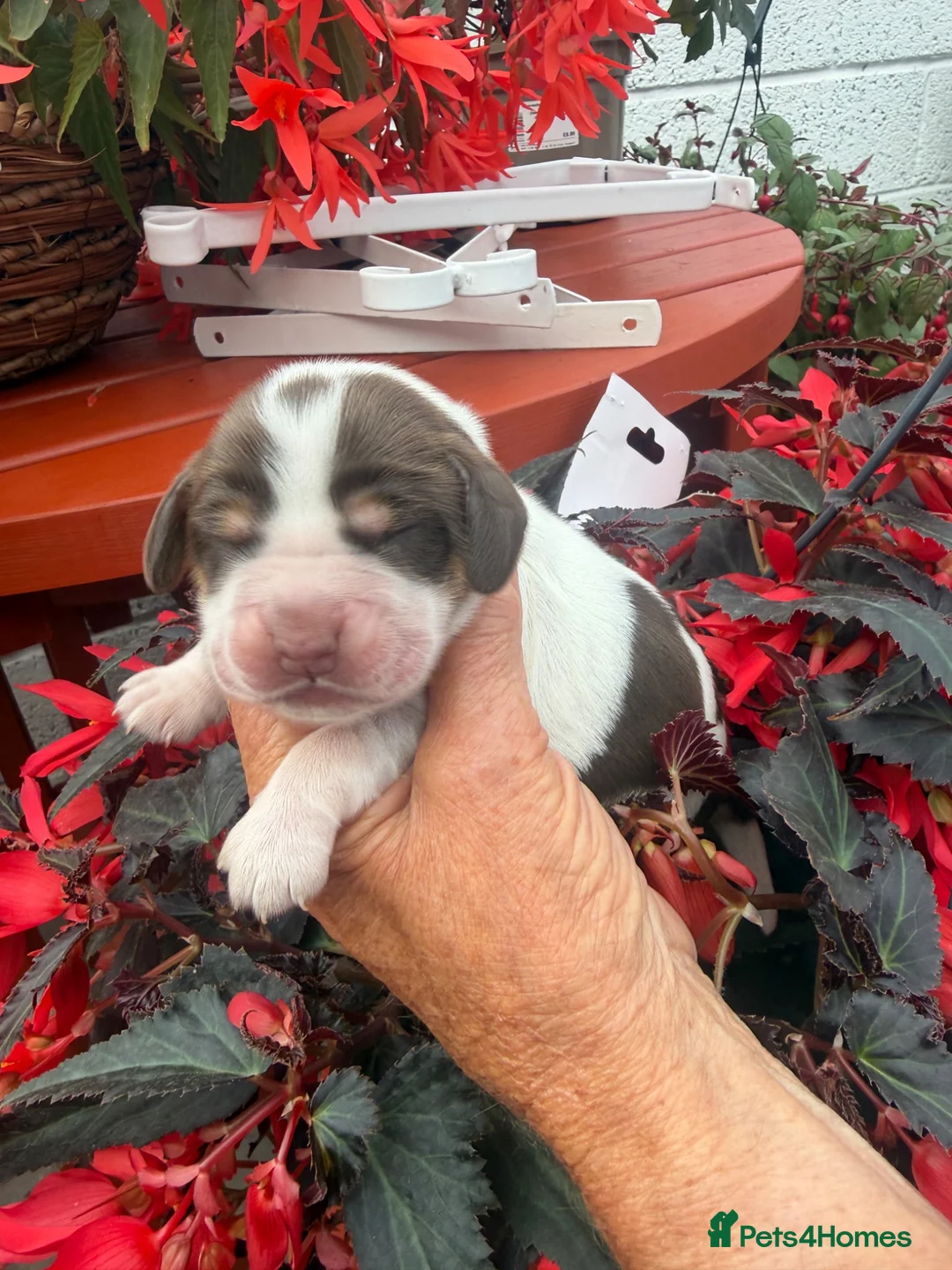 Cocker Spaniel dogs for sale: Show cocker spaniel pups - Advert 1