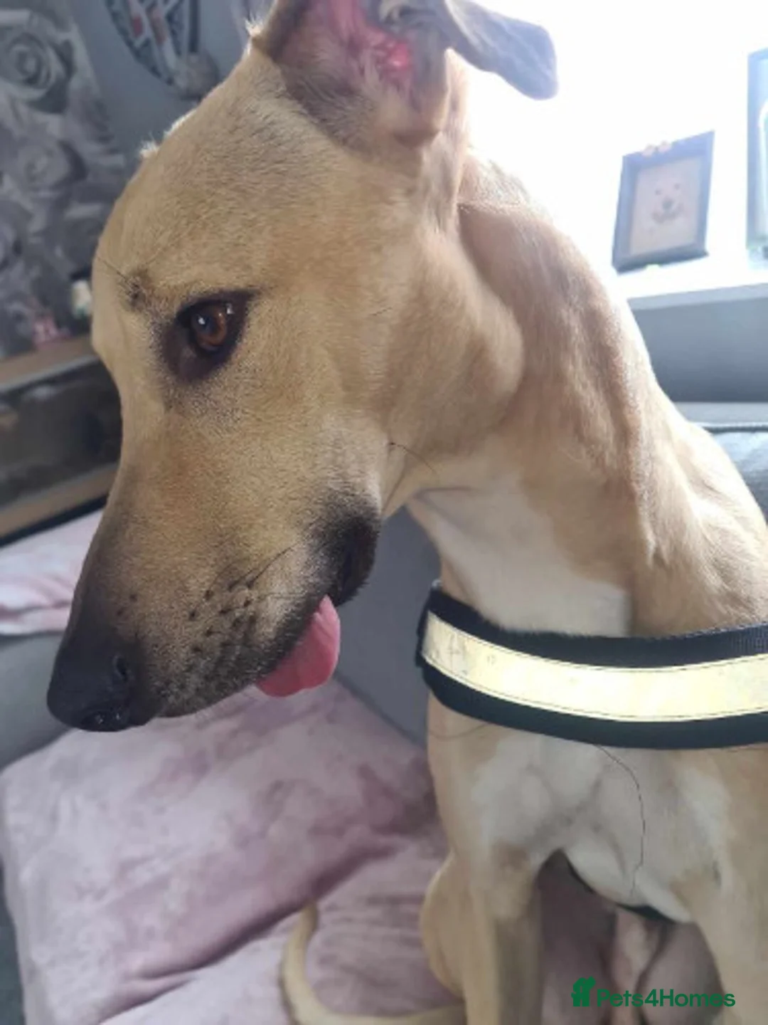 Lurcher dogs for adoption: BULLET, young bull-lurcher in rescue in Halifax - Advert 5