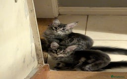 Maine Coon cats for sale: 3 Adorable Female Maine coon Kittens - Image 8