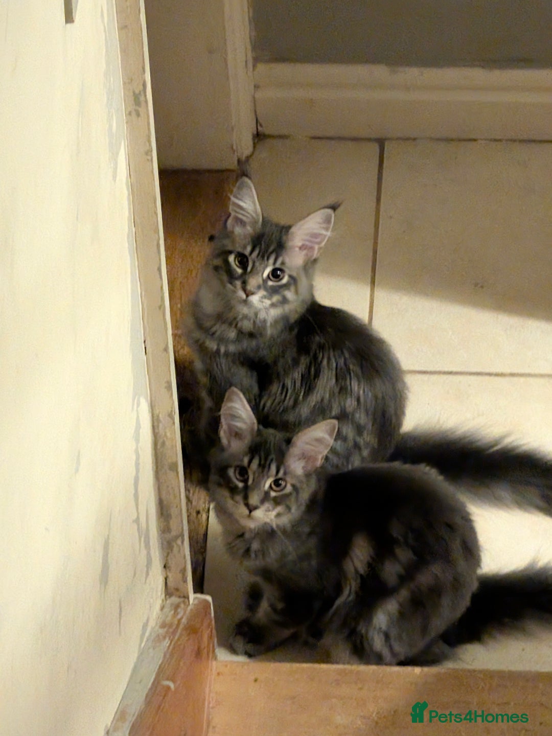 Maine Coon cats for sale: 3 Adorable Female Maine coon Kittens - Image 8