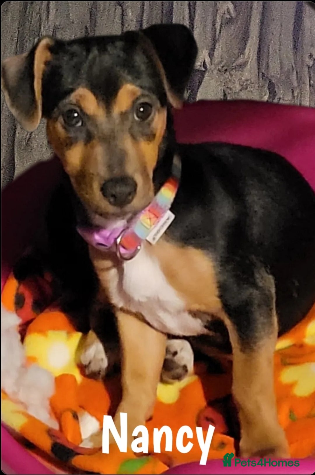 Jack Russell dogs for sale: miniature Jack Russell Puppies - Image 17