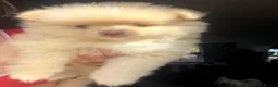 Pomeranian dogs for sale: Blue eyed Pomeranian pups  in Ramsgate - Advert 3